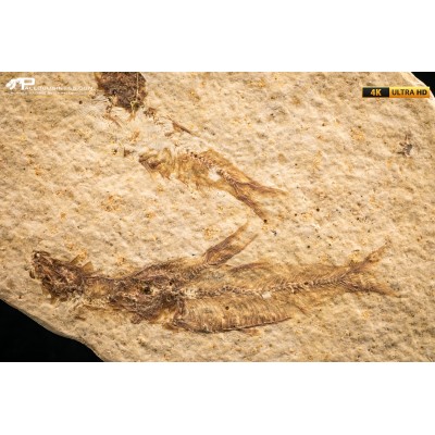Knightia eocaena - multi esemplare