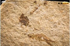 Knightia eocaena - multi esemplare