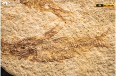 Knightia eocaena - multi esemplare