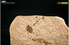 Knightia eocaena - multi esemplare