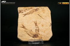 Knightia eocaena - multi esemplare