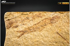 Knightia eocaena - multi esemplare