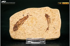 Knightia eocaena - multi esemplare