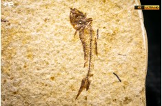 Knightia eocaena - multi esemplare