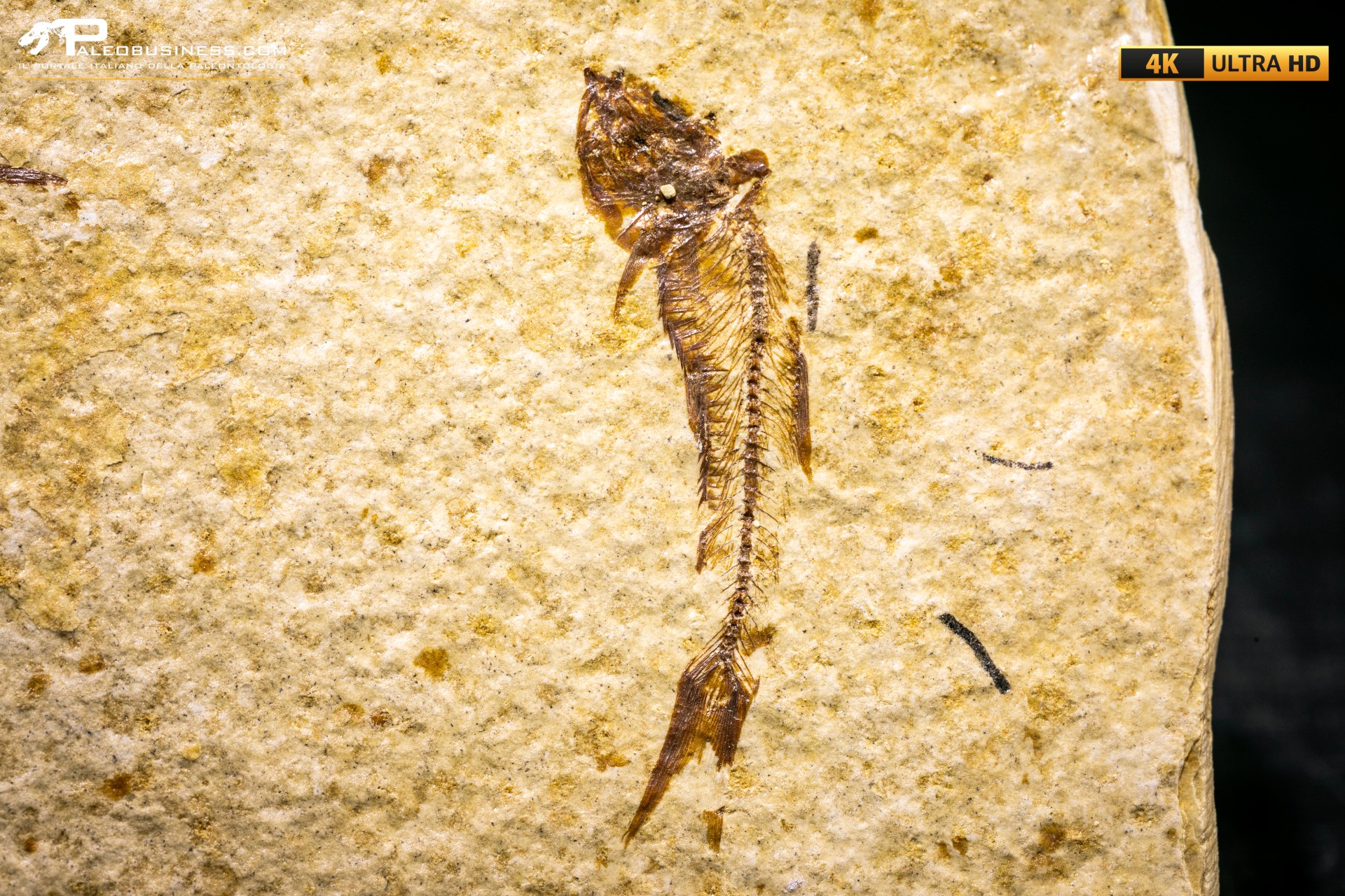 Knightia eocaena - multi esemplare Knightia eocaena - multi esemplare