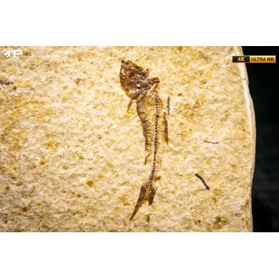 Knightia eocaena - multi esemplare