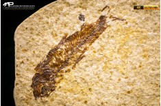 Knightia eocaena - multi esemplare