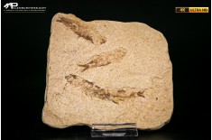 Knightia eocaena - multi esemplare