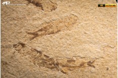 Knightia eocaena - multi esemplare