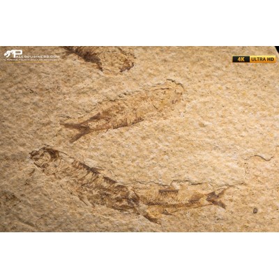 Knightia eocaena - multi esemplare