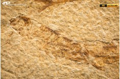 Knightia eocaena - multi esemplare