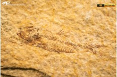 Knightia eocaena