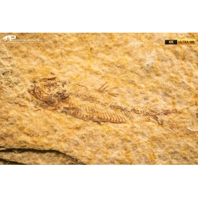 Knightia eocaena