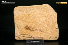 Knightia eocaena