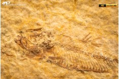 Knightia eocaena