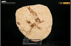 Knightia eocaena - multi esemplare