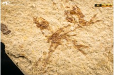 Knightia eocaena - multi esemplare