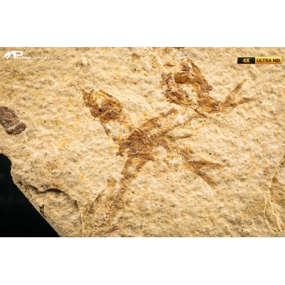 Knightia eocaena - multi esemplare