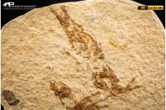 Knightia eocaena - multi esemplare
