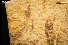 Knightia eocaena - multi esemplare