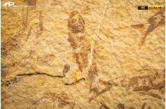 Knightia eocaena - multi esemplare
