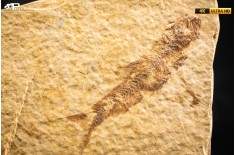 Knightia eocaena - multi esemplare