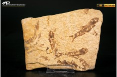 Knightia eocaena - multi esemplare