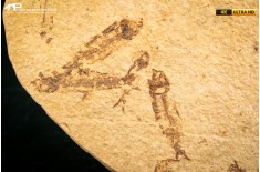 Knightia eocaena - multi esemplare