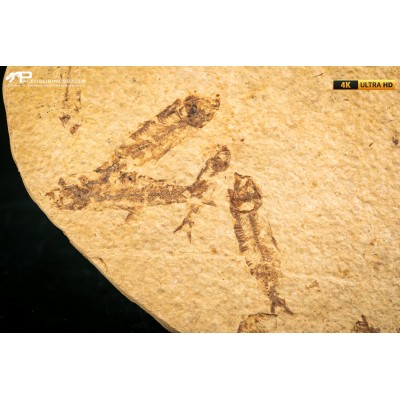 Knightia eocaena - multi esemplare
