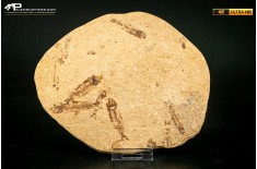 Knightia eocaena - multi esemplare