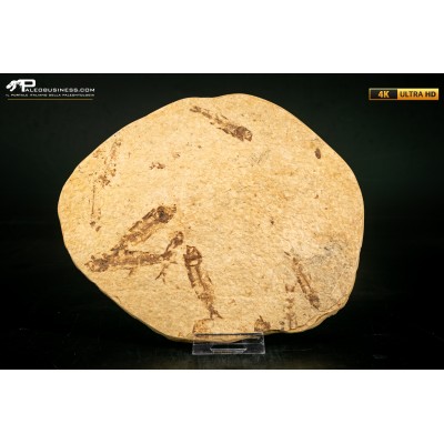 Knightia eocaena - multi esemplare