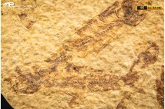 Knightia eocaena - multi esemplare