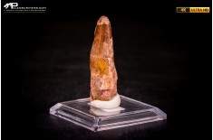 Dente di Spinosaurus aegyptiacus