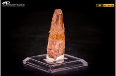 Dente di Spinosaurus aegyptiacus