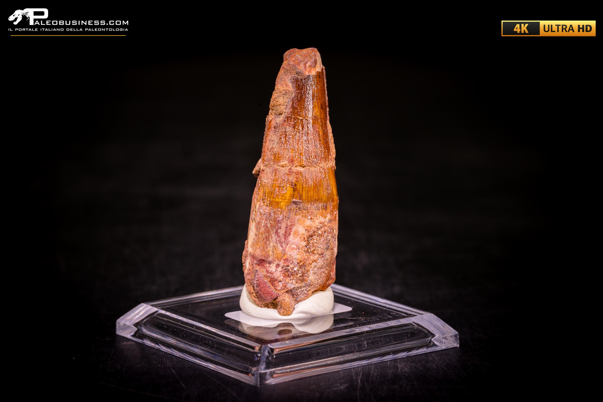 Dente di Spinosaurus aegyptiacus Dente di Spinosaurus aegyptiacus