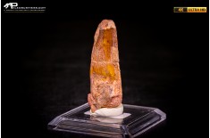 Dente di Spinosaurus aegyptiacus