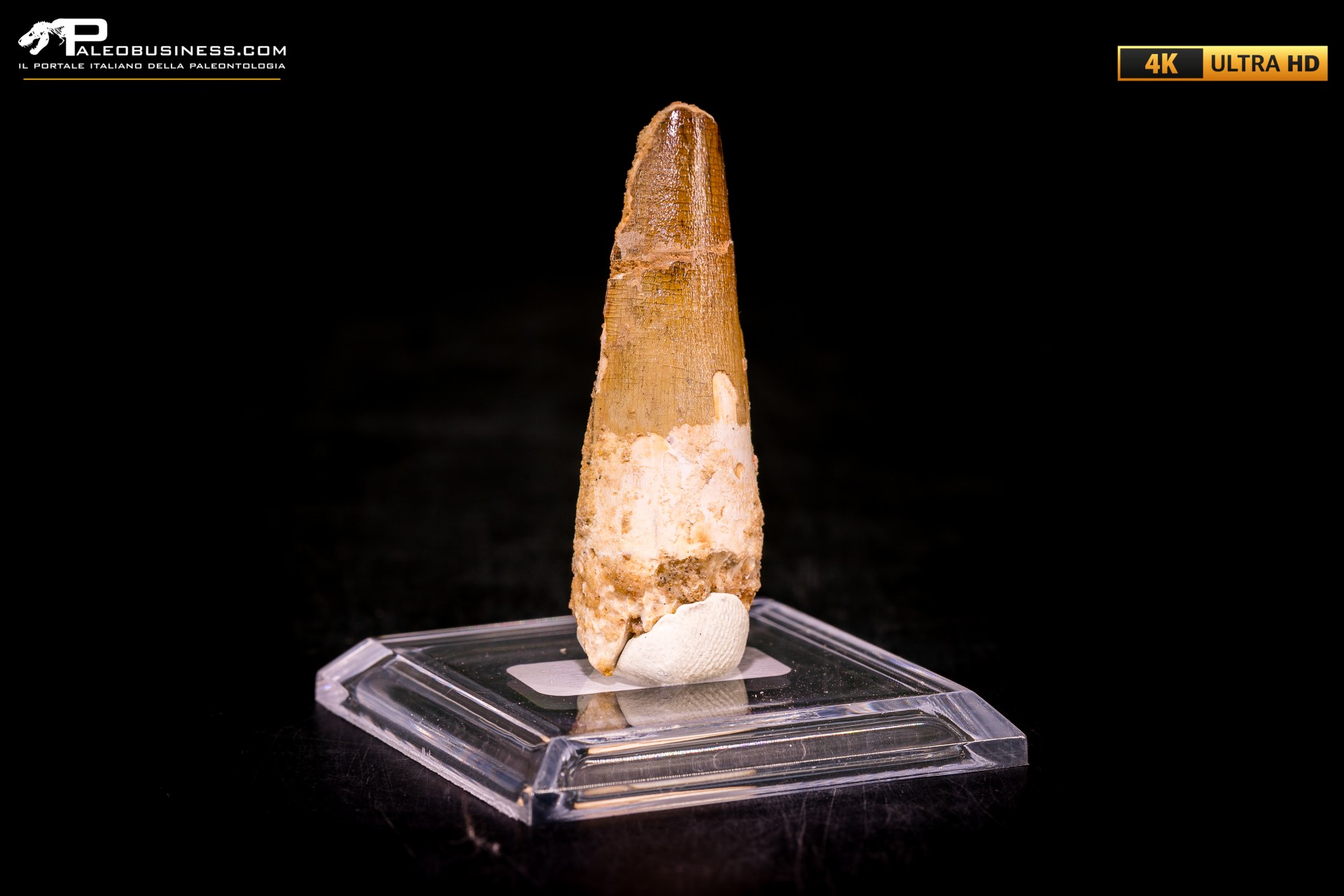 Dente di Spinosaurus aegyptiacus Dente di Spinosaurus aegyptiacus