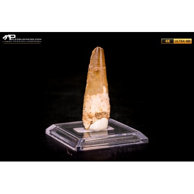 Dente di Spinosaurus aegyptiacus