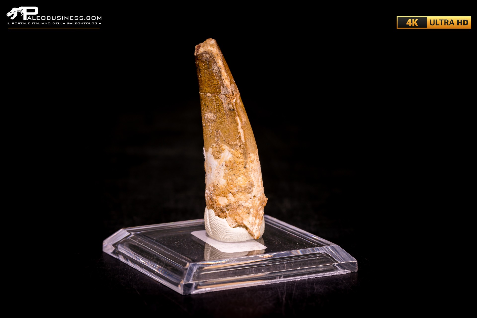 Dente di Spinosaurus aegyptiacus Dente di Spinosaurus aegyptiacus
