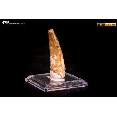 Dente di Spinosaurus aegyptiacus