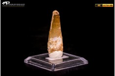 Dente di Spinosaurus aegyptiacus