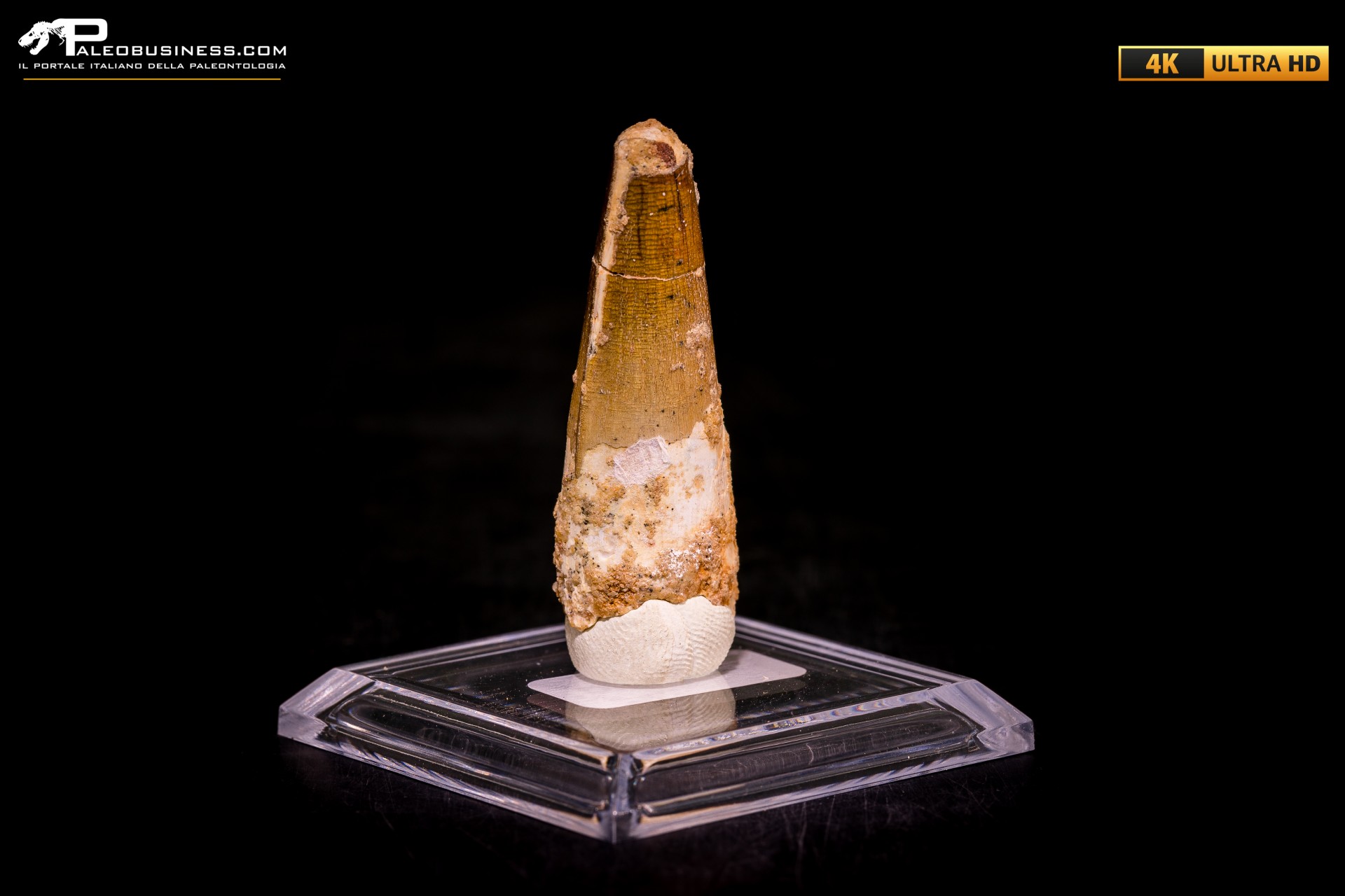 Dente di Spinosaurus aegyptiacus Dente di Spinosaurus aegyptiacus