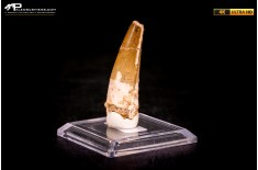 Dente di Spinosaurus aegyptiacus