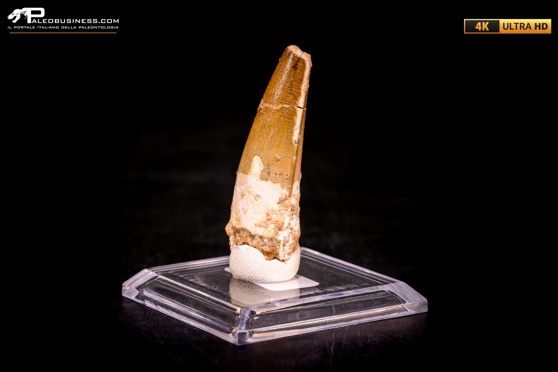 Dente di Spinosaurus aegyptiacus Dente di Spinosaurus aegyptiacus