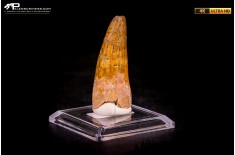 Dente di Spinosaurus aegyptiacus