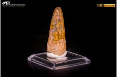 Dente di Spinosaurus aegyptiacus