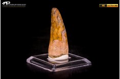 Dente di Spinosaurus aegyptiacus