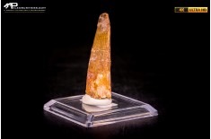 Dente di Spinosaurus aegyptiacus