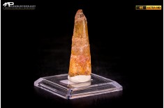 Dente di Spinosaurus aegyptiacus