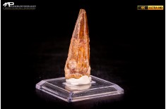 Dente di Spinosaurus aegyptiacus